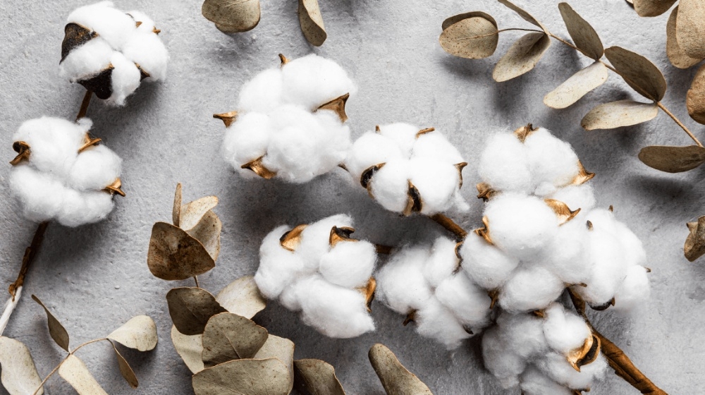 Właściwości bawełny - wady i zalety