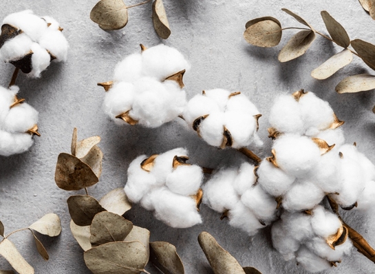 Właściwości bawełny - wady i zalety