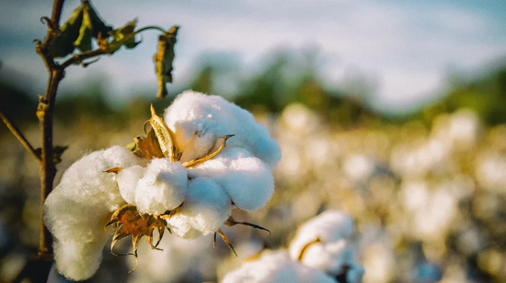 Historia Bawełny cz. 2