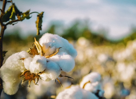 Historia Bawełny cz. 2